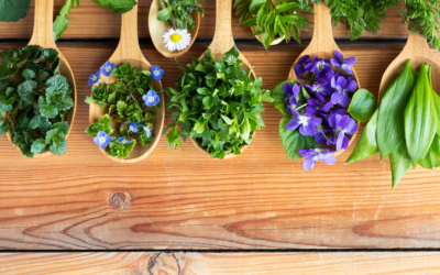 Plantes sauvages comestibles